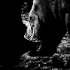 zoo-007
