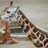 zoo-010