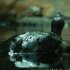 zoo-012