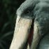 zoo-024