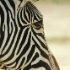 zoo-032