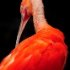 zoo-054