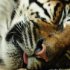 zoo-066