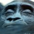 zoo-076
