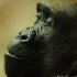 zoo-097