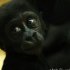 zoo-101
