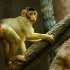 zoo-102