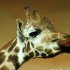 zoo-107
