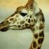 zoo-108