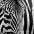zoo-139
