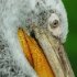 zoo-156