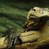 zoo-158