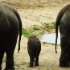 zoo-164